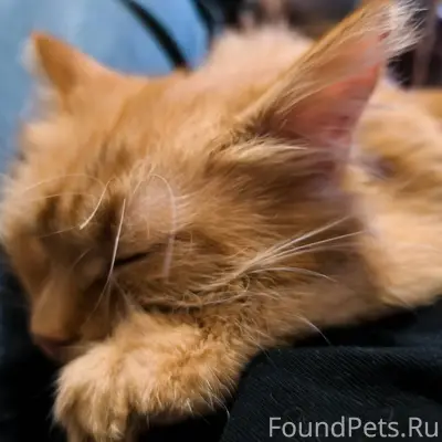 Внимание! Пропала котенок (8 м...