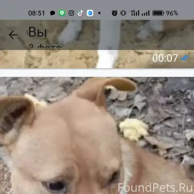 Чей пёс? казачий ерик хозяин н...