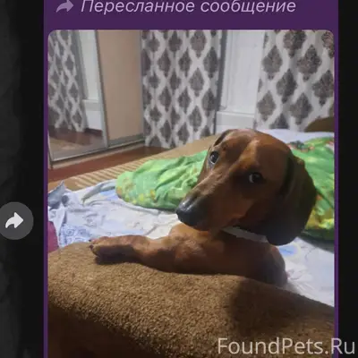 13.01 В п.Румянцево Убежала...