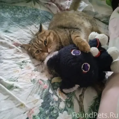 Пропала кошка, район парка (ча...