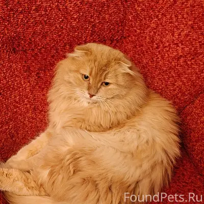 #poterya@pol_shmot Пропал кот ...