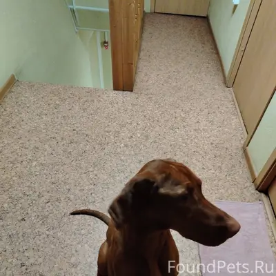 Кто потерял собаку? Находится ...