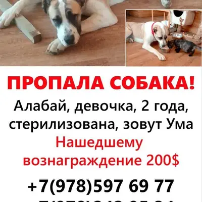 🚨🚨🚨 Ищем по всему Крыму 🚨🚨🚨Про...