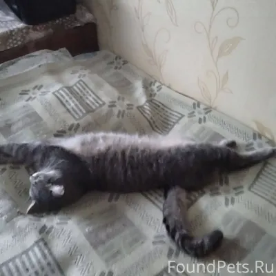 Ярцево !!! Пропал котик 😢😢😢 По...