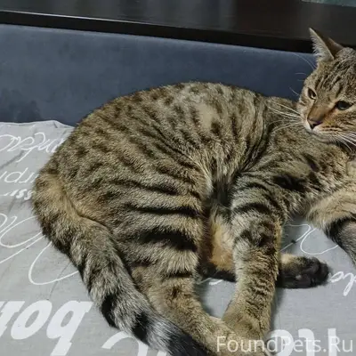 Готов стать самым любимым мужч...