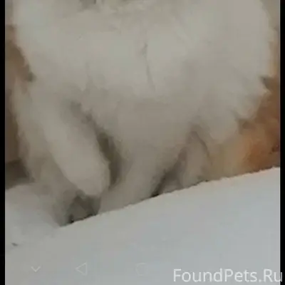 Соседи просят о помощи. Пропал...