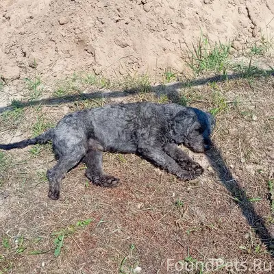 С .Ачка …Пропала собака зовут ...