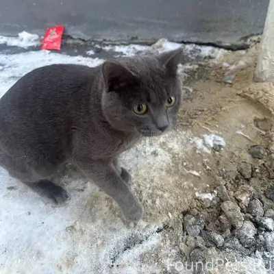 Найден кот/кошка в районе ул.....