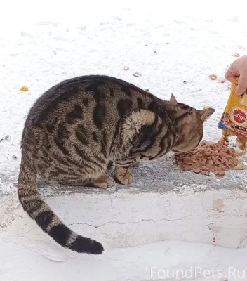 Улан-Удэ В районе "Абсолюта", ...