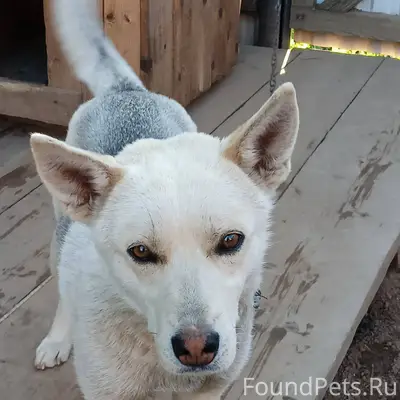 ‼️ПОТЕРЯЛСЯ ПЕС‼️ Огромная про...