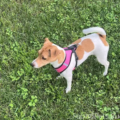 Максимальный репост, пожалуйст...