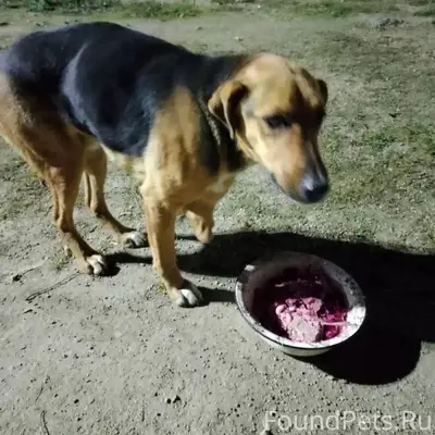 ВНИМАНИЕ — ПРОПАЛА СОБАКА! Пом...