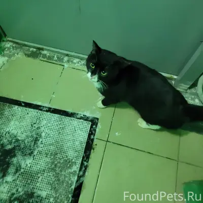 Найден кот, бывшедомашний, в 2...