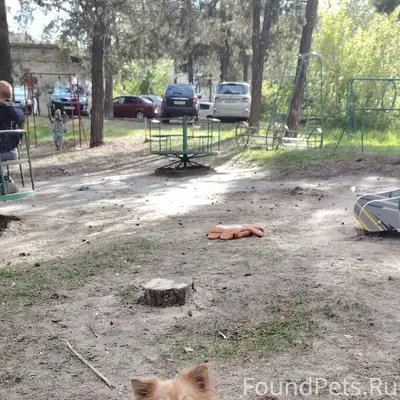 Пропала собака - шпиц. Мальчик...