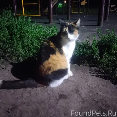 Пропала кошка, помогите найти,...
