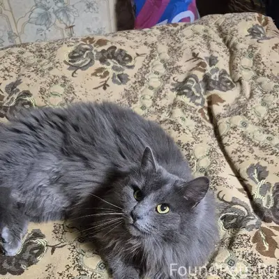 Здравствуйте Пропал кот, кличк...