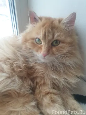 Найден на улице , левушка 2 го...