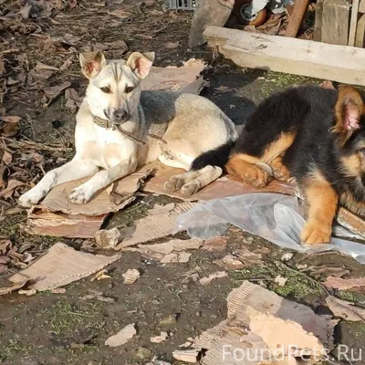 Добрый день всем! Пропала соба...