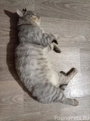 Пропал кот, четыре дня назад в...