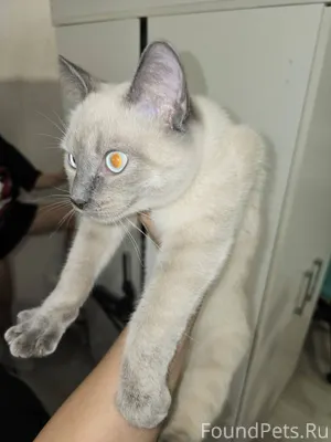 📍пос. Приобский Найден кот. Оч...