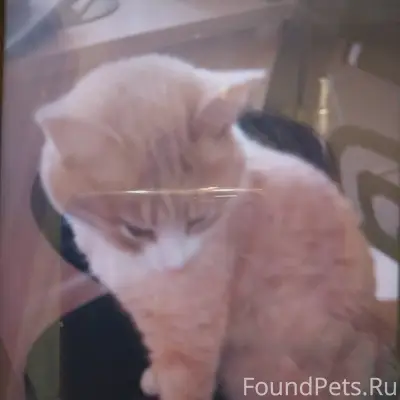 Здравствуйте, пропал кот "Барс...