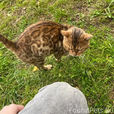 🚨ПОМОГИТЕ НАЙТИ КОТА! Пропал:К...