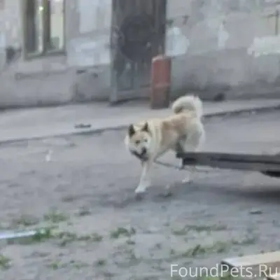 Пропал пёс кличка Тайсон! Проп...