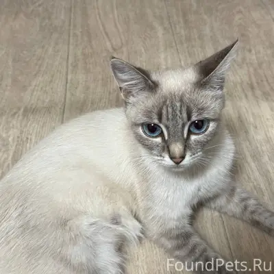 Здравствуйте. Пропала кошка. В...