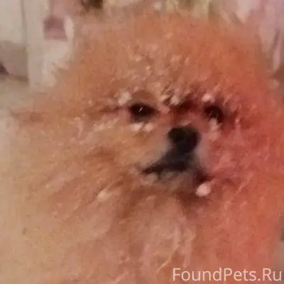 Пропал пёс, кличка Ричик. Очен...