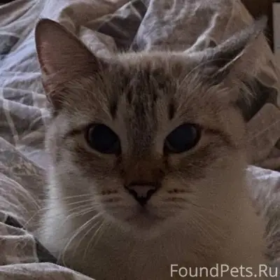 Пропала кошка, в районе школы ...