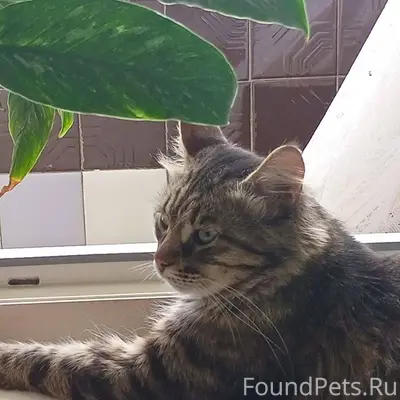 ‼️ВНИМАНИЕ☝️‼️ Пропал котик до...