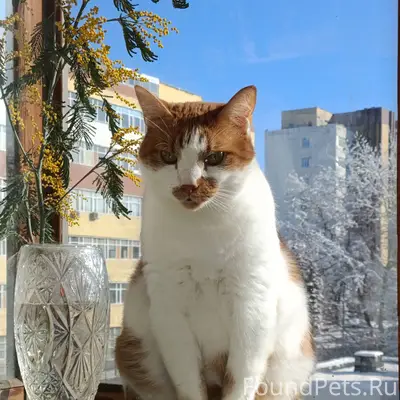 Пропал кот по кличке Горох, в....