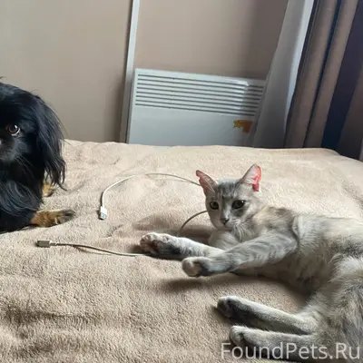 Пропала собака в районе с.Войк...