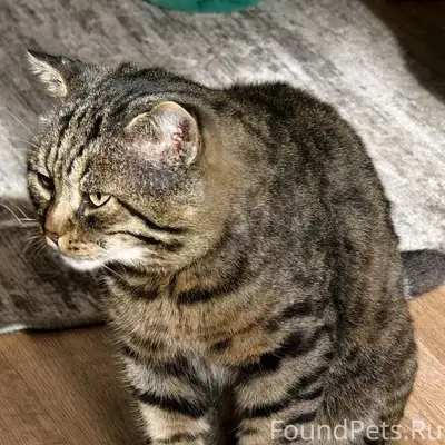 Пропал кот в районе улиц Октяб...