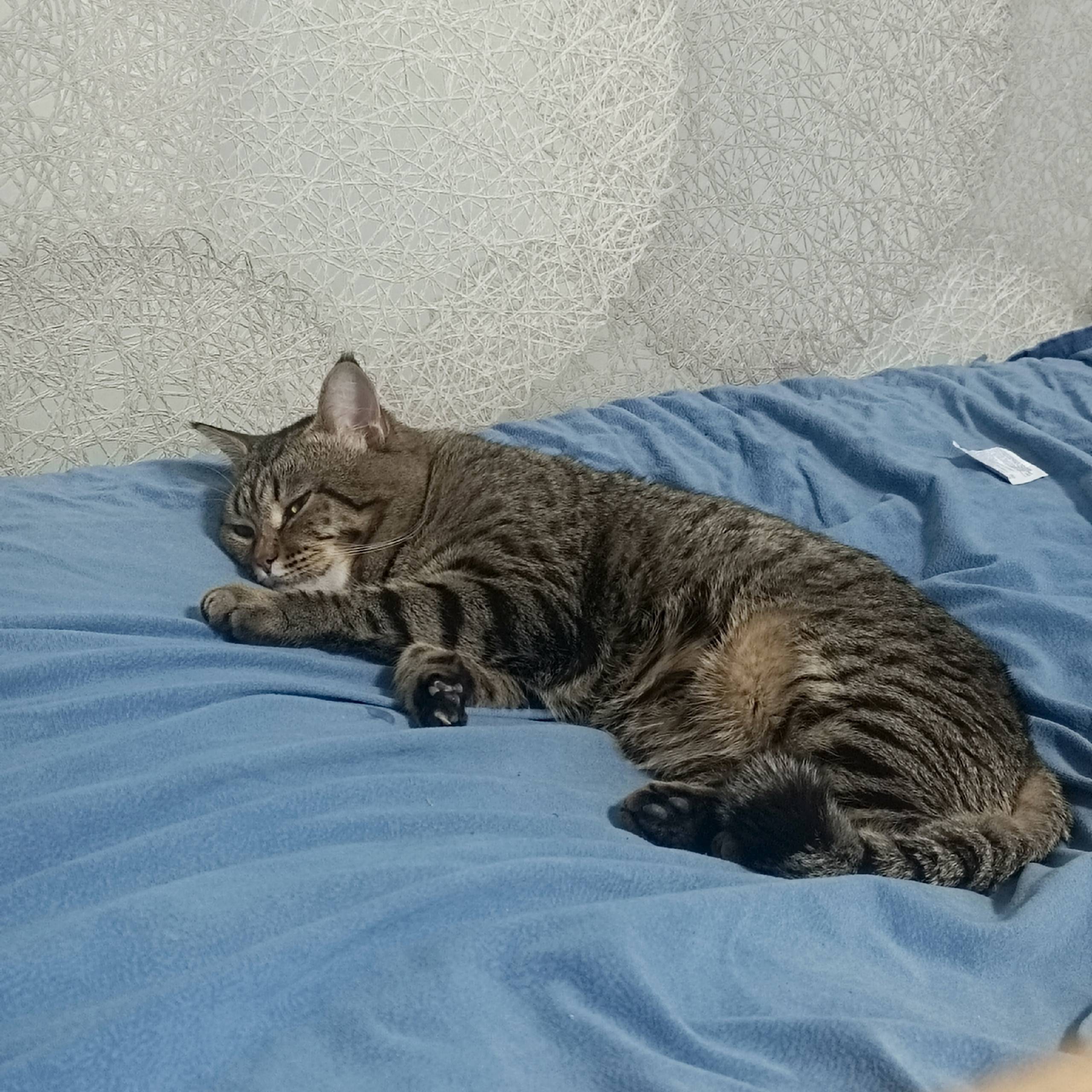 🚨 ПРОПАЛ КОТ 🚨 Отзывается на.....
