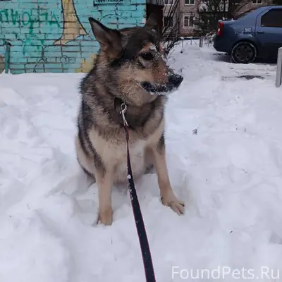 Найден собака на улице Чехова ...
