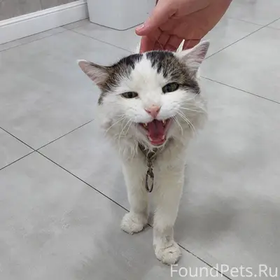 Найден кот, замерзал живьем в ...