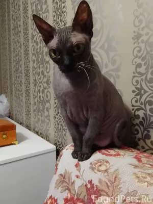 #Калуга Найдена кошка сфинкс. ...