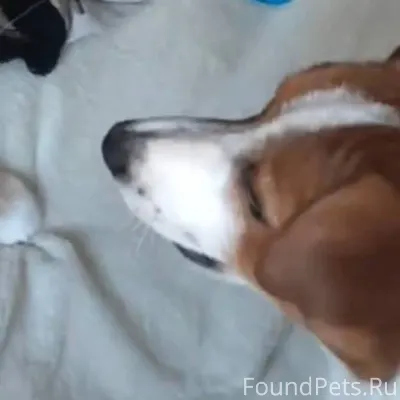 Пропала собака Джек Рассел В р...