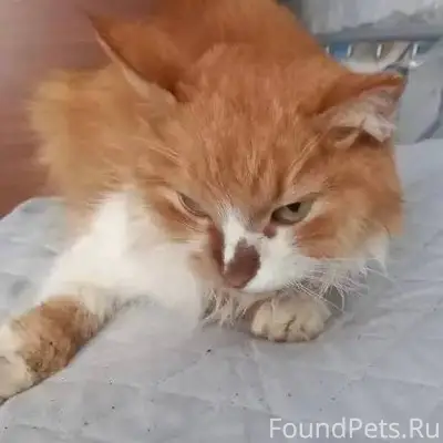 РАЗЫСКИВАЮТСЯ ХОЗЯЕВА В районе...