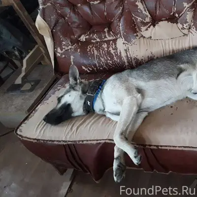 Пропал пес в районе Эспланадна...