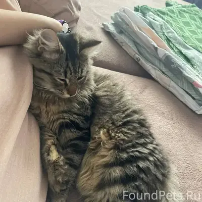 Здравствуйте, пропал любимец к...