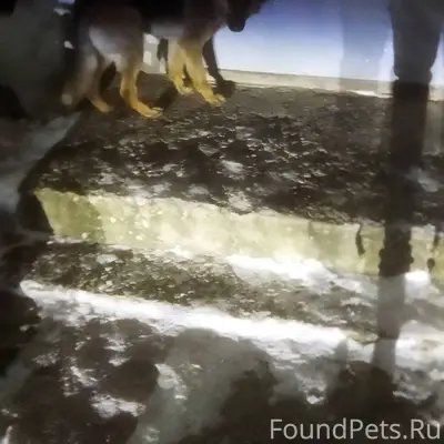 Кто потерял собакена! Видно чт...