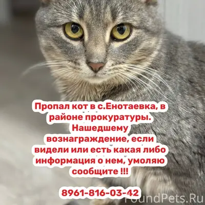 Пропал домашний кот!! Пожалуйс...