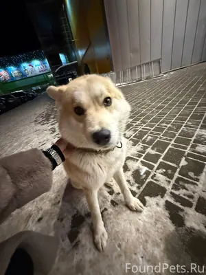 ‼️‼️‼️‼️Нашли собаку‼️‼️‼️‼️‼️...