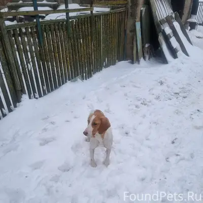 Прибилась собака, возможно пот...