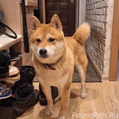 Нашли в Бору собаку, кобель. К...