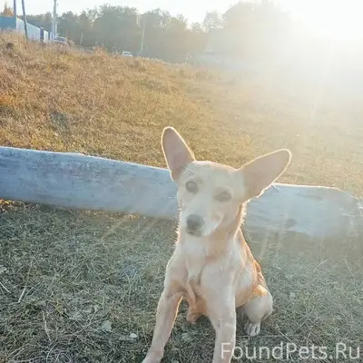Потерялась собака если найдете...