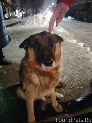 Найдено собака на остановке Ка...