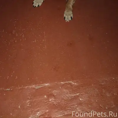 Чья собака потерялась?? В подъ...